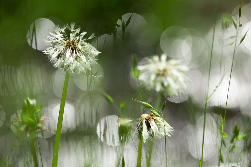 Paardenbloemen in The Spotlight van Esther Ehren