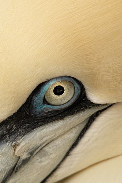 Eye of the Jan Van Gent van Foto Studio Labie