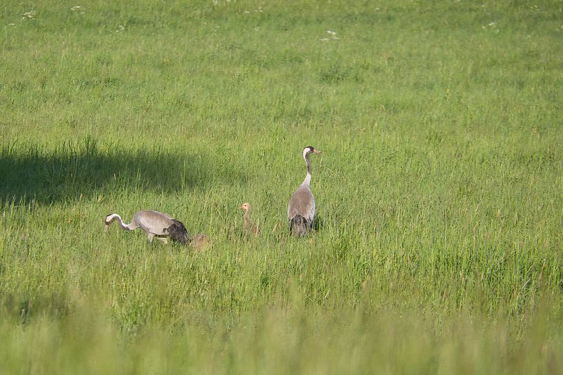Kraanvogelfamilie op een weiland van Martin Köbsch