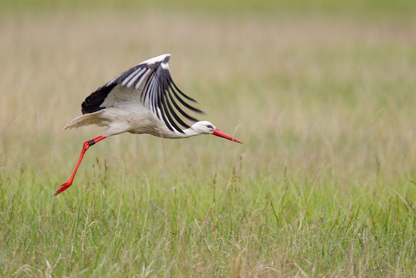 Weißstorch (Ciconia ciconia) von Dirk Rüter
