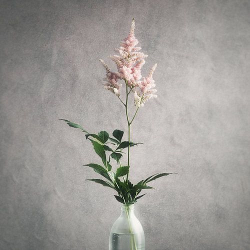 Astilbe in koffiemelkfles