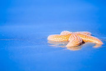 Orange starfish on the beach in summer by Bas Meelker