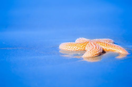 Oranje zeester op het strand in de zomer