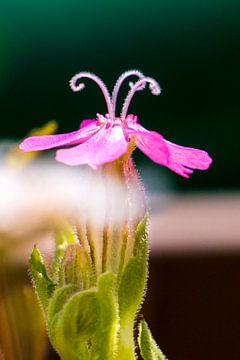 Red Campion by Aukelien Philips