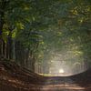 La route sablonneuse dans les bois près d'Otterlo sur Anges van der Logt