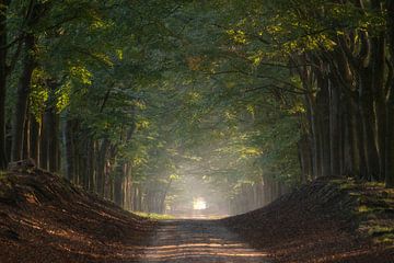 Die sandige Straße im Wald bei Otterlo von Anges van der Logt