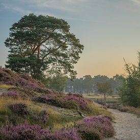 Flowering heather - Groot Heidestein, Zeist by Rossum-Fotografie