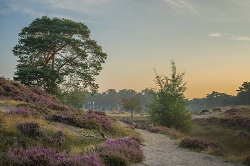 Flowering heather - Groot Heidestein, Zeist