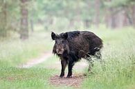 Blickkontakt mit einem Wildschwein von Lia Hulsbeek Brinkman Miniaturansicht