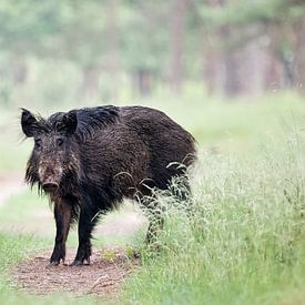 oogcontact met een wild zwijn van Lia Hulsbeek Brinkman