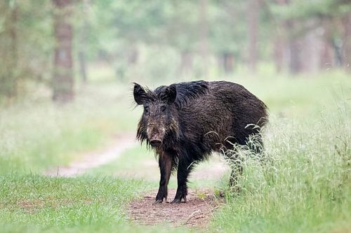 oogcontact met een wild zwijn