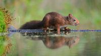 Eekhoorn bij het water