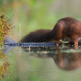 Eekhoorn bij het water van Wim van der Meule