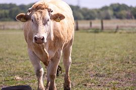 Cow in the meadow by Photologic  Fotografie