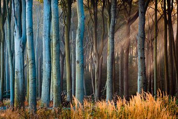 Bos in het licht van Martin Wasilewski