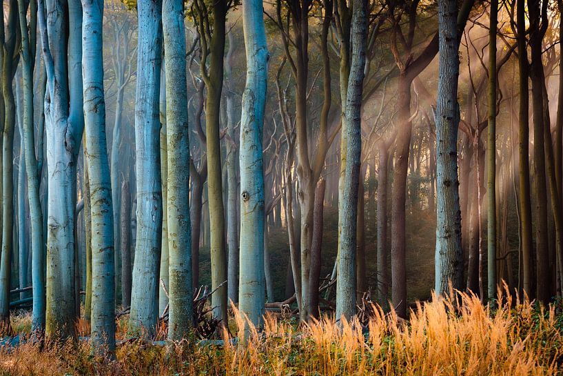 Bos in het licht van Martin Wasilewski