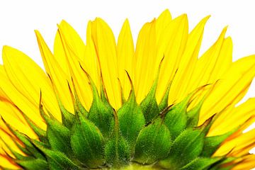 Sonnenblume von Jessica Berendsen
