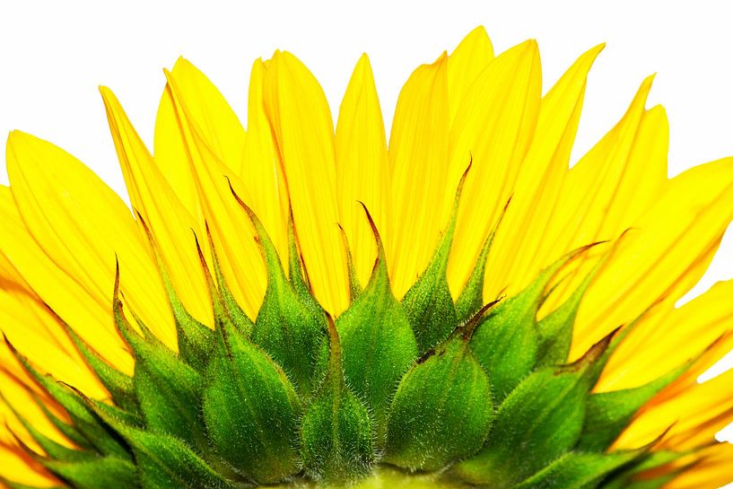 Zonnebloem van Jessica Berendsen