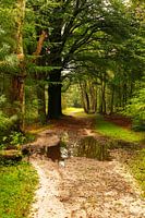 Bos Hollandsche Rading