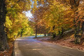 Mont Ventoux: autumn colours on the wooded slopes of Provence by Fotografiecor .nl