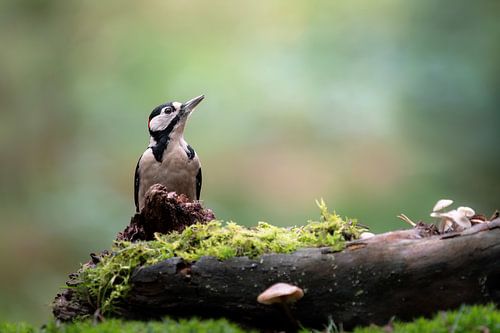Rhythm of the Wild Great Spotted Woodpecker on the Mossy Stump by Ruben Van Dijk