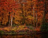Herfst Kleuren van Jimmy Sorber thumbnail