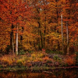 Autumn by Jimmy Sorber