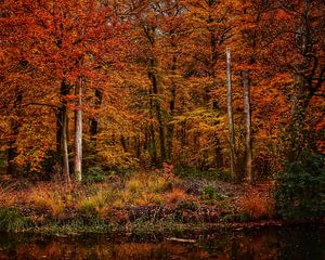 Herfst Kleuren van Jimmy Sorber