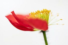Poppy close-up 2