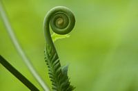 Farnpflanze