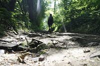 Ein Waldspaziergang