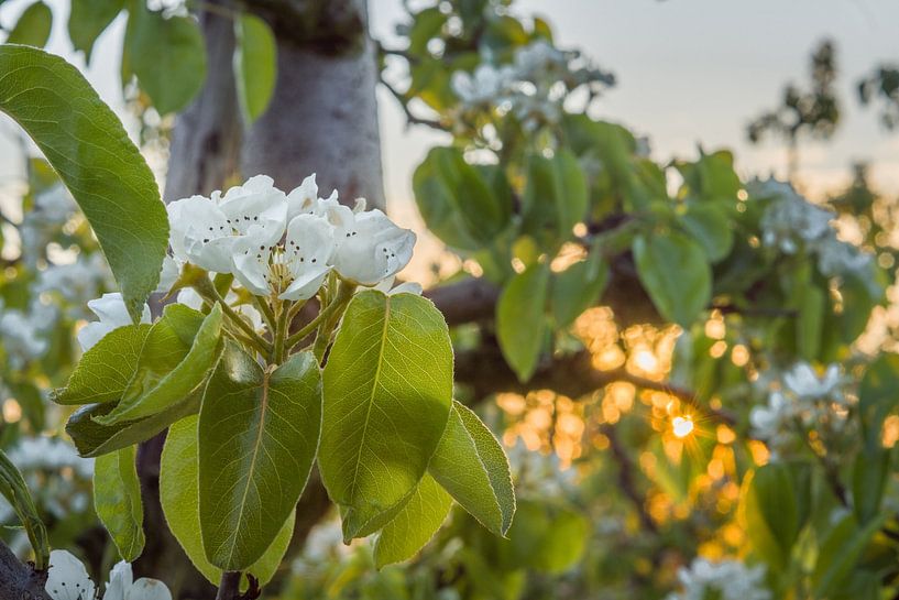 Blüte im Obstgarten von Rossum-Fotografie