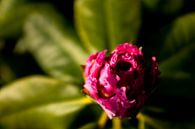 flower in the evening sun | rhododendron | botanical fine art by Karijn | Fine art Natuur en Reis Fotografie thumbnail