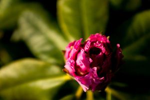 bloem in de avond zon | rhododendron | botanische fine art kunst van Karijn | Fine art Natuur en Reis Fotografie