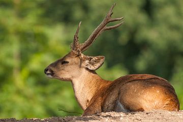 zwijnshert of varkenshert : Koninklijke Burgers' Zoo van Loek Lobel