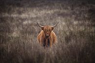 Schotse hooglander op de veluwe van Bob Hogenkamp thumbnail