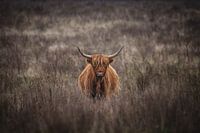 Schotse hooglander op de veluwe