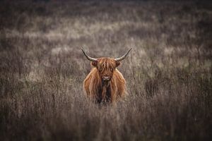 Schotse hooglander op de veluwe van Bob Hogenkamp