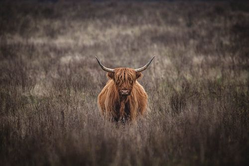 Highlander écossais sur le veluwe sur Bob Hogenkamp