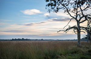 Deelerwoud und Heide Teil 4