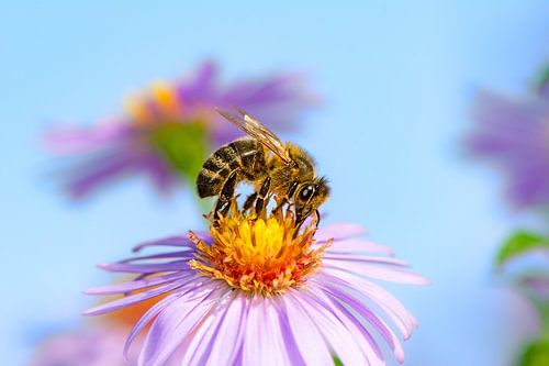 Bij op een Aster bloem