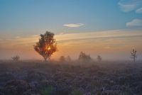 Sunrise in the mist