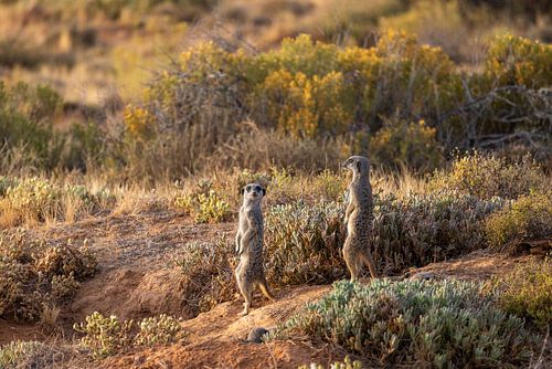 Duo watchers