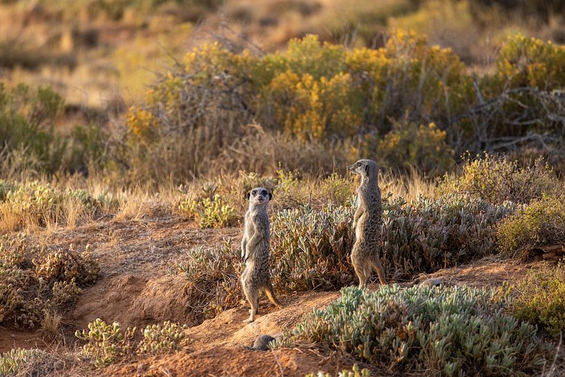 Les observateurs de duos par Nicoline Hoeve