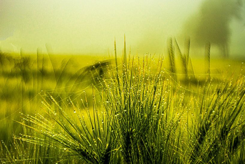 Avec objectif analogique Brouillard de prairie de fleurs de forêt par Johnny Flash