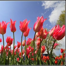 Tulpen van Dick Veldhuisen