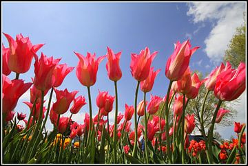 Tulpen van Dick Veldhuisen