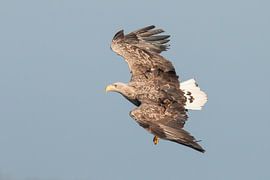 Seeadler