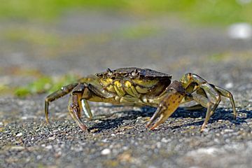 Stray crab by Judith Cool