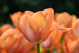Tangarine Tulip